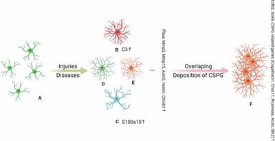 Reactive Astrocytes in Central Nervous System Injury: Subgroup and Potential Therapy